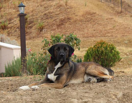 Cane Da Pastore Tedesco Specie Simili